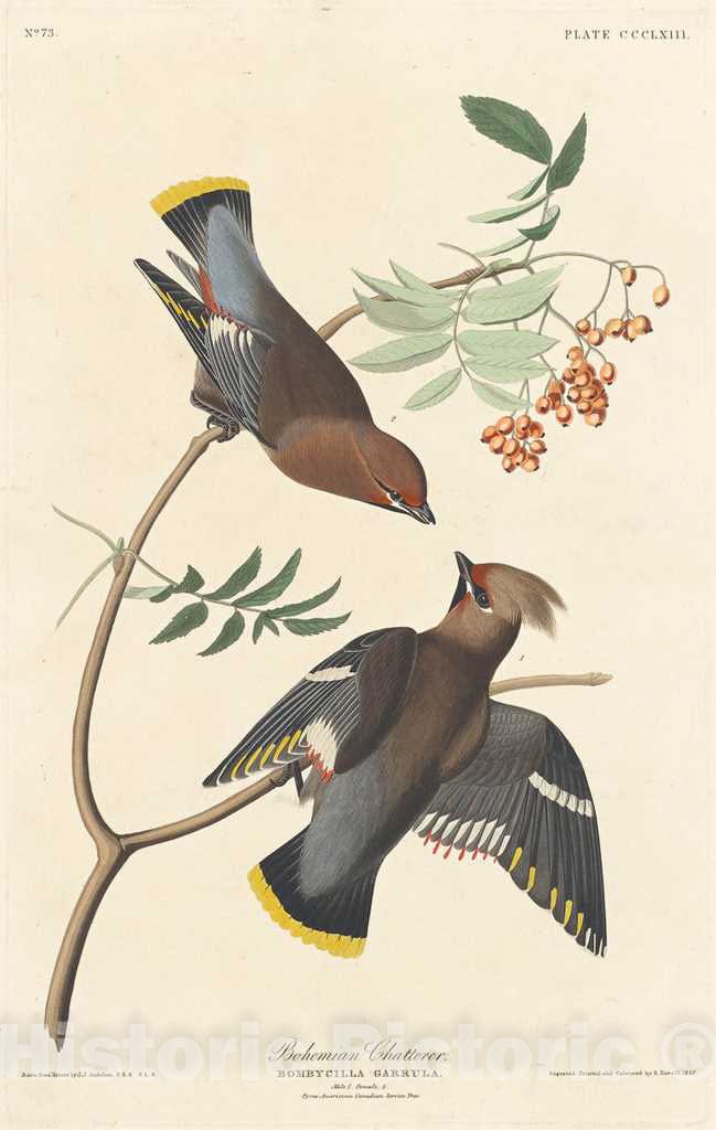 Art Print : Havell After Audubon, Bohemian Chatterer, 1837 - Vintage Wall Art