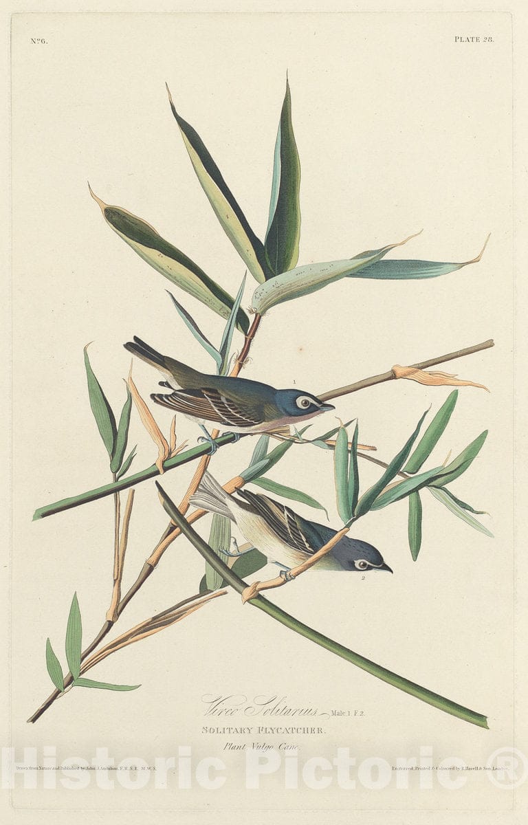 Art Print : Havell After Audubon, Solitary Flycatcher, 1828 - Vintage Wall Art