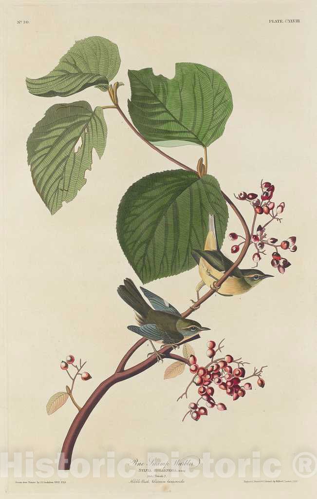 Art Print : Havell After Audubon, Pine Swamp Warbler, 1832 - Vintage Wall Art