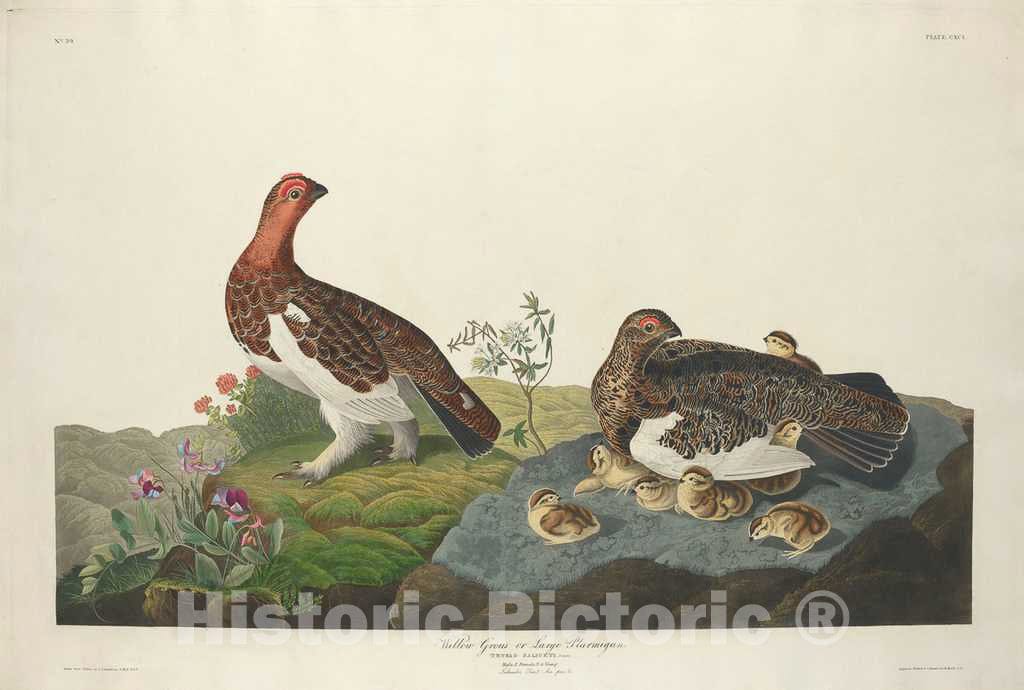 Art Print : Havell After Audubon, Willow Grous, 1834 - Vintage Wall Art