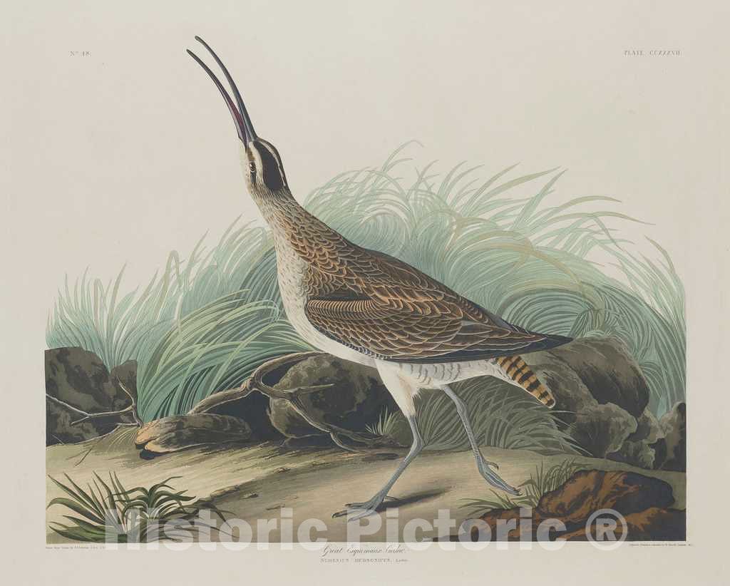 Art Print : Havell After Audubon, Great Esquimaux Curlew, 1835 - Vintage Wall Art