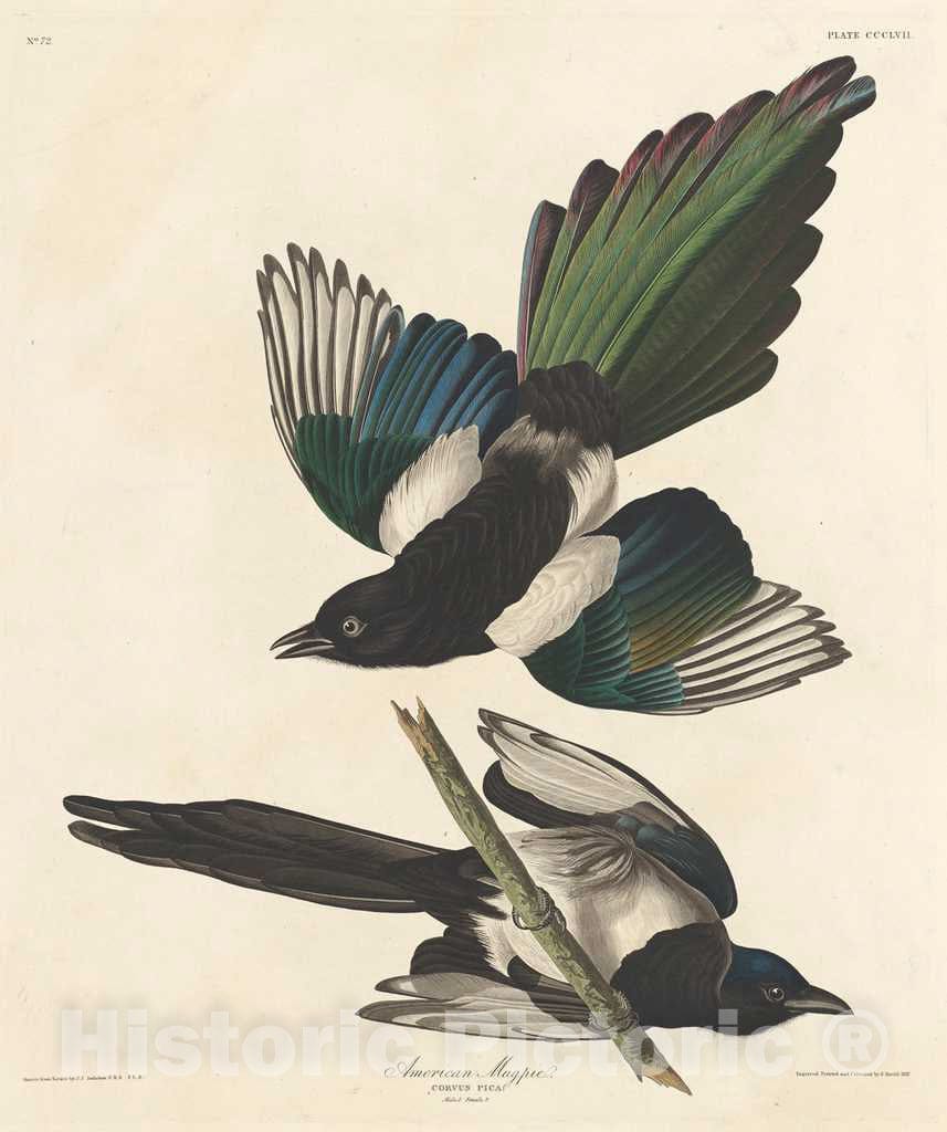 Art Print : Havell After Audubon, American Magpie, 1837 - Vintage Wall Art