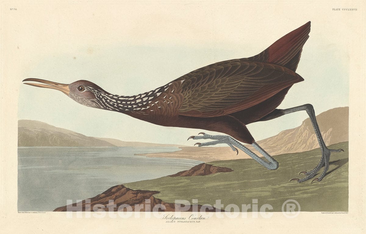 Art Print : Havell After Audubon, Scolopaceus Courlan, 1837 - Vintage Wall Art