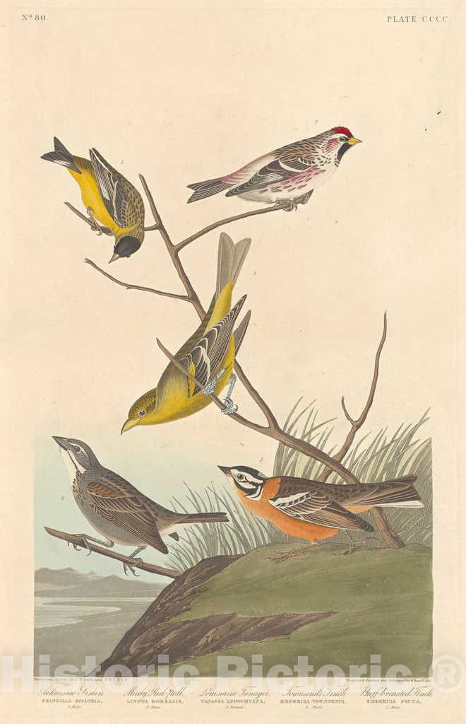 Art Print : Havell After Audubon, Arkansaw Siskin, Mealy Red-poll, Louisiana Tanager, Townsend's Finch and Buff-Breasted Finch, 1837 - Vintage Wall Art