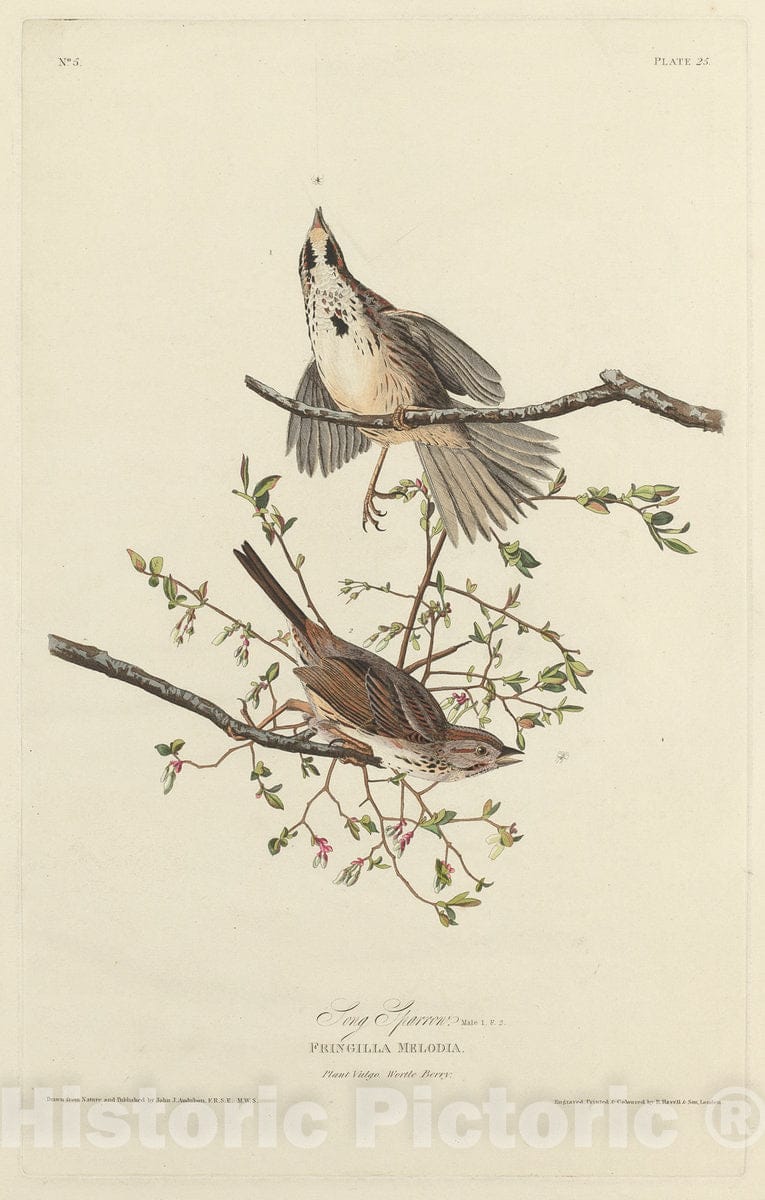 Art Print : Havell After Audubon, Song Sparrow, 1827 - Vintage Wall Art