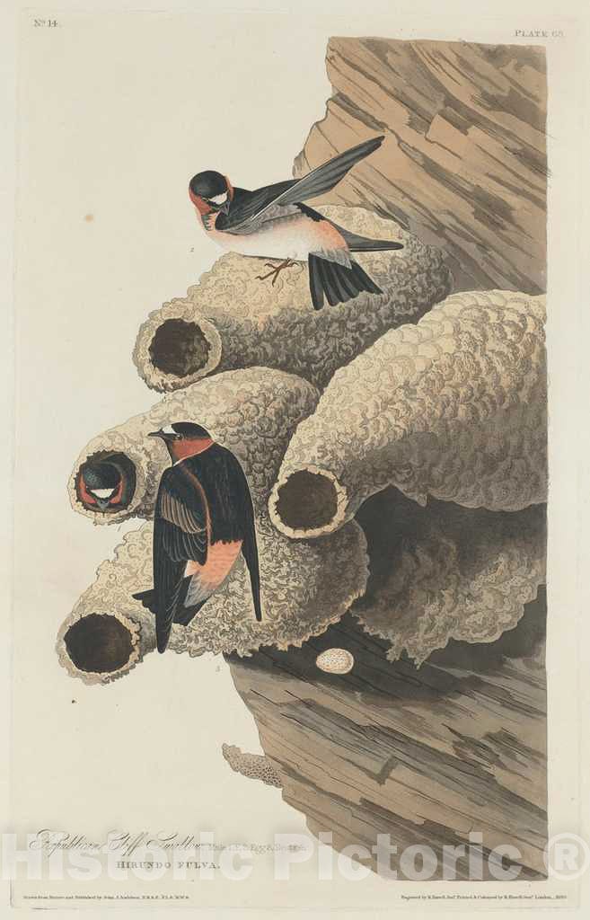 Art Print : Havell After Audubon, Republican Cliff Swallow, 1829 - Vintage Wall Art