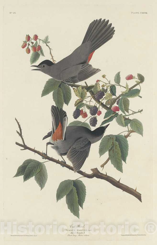 Art Print : Havell After Audubon, Cat Bird, 1832 - Vintage Wall Art