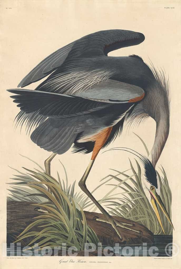 Art Print : Great blue Heron 1834,  Robert Havell after John James Audubon -  Vintage Wall Art