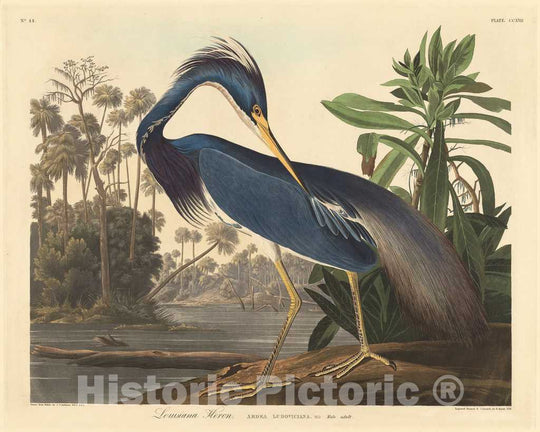 Art Print : Louisiana Heron 1834,  Robert Havell after John James Audubon -  Vintage Wall Art