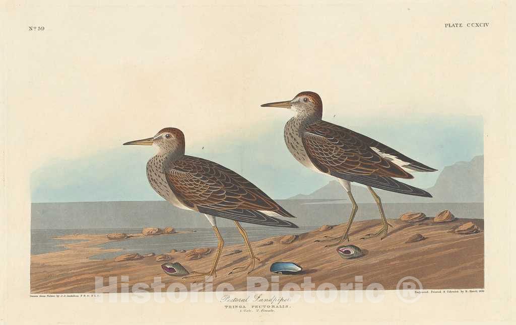 Art Print : Havell After Audubon, Pectoral Sandpiper, 1836 - Vintage Wall Art