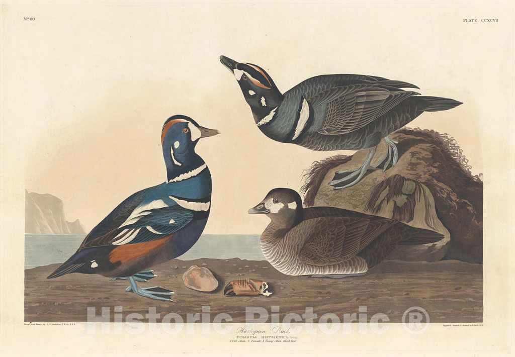 Art Print : Havell After Audubon, Harlequin Duck, 1836 - Vintage Wall Art