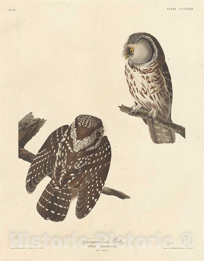 Art Print : Havell After Audubon, Tengmalm's Owl, 1837 - Vintage Wall Art