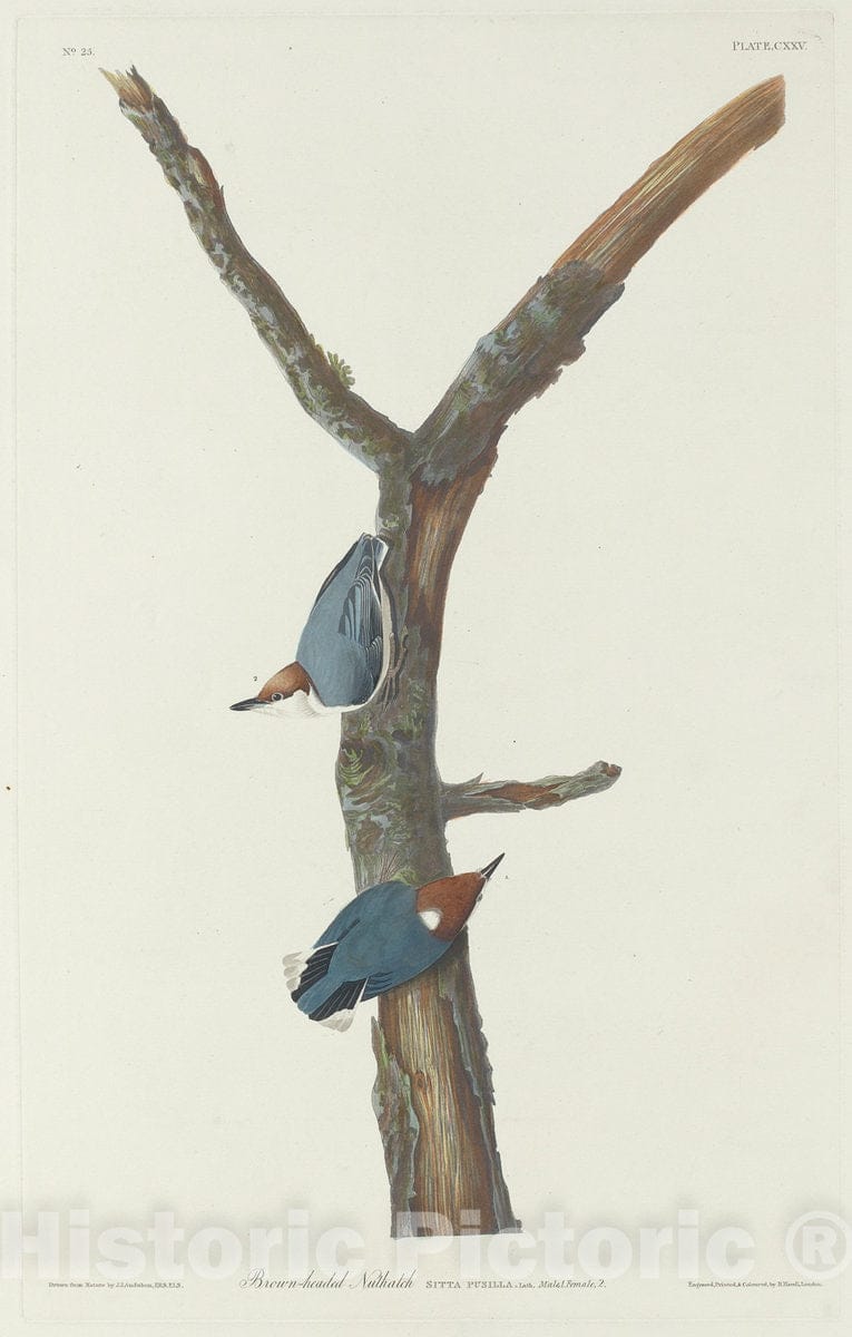 Art Print : Havell After Audubon, Brown-Headed Nuthatch, 1831 - Vintage Wall Art