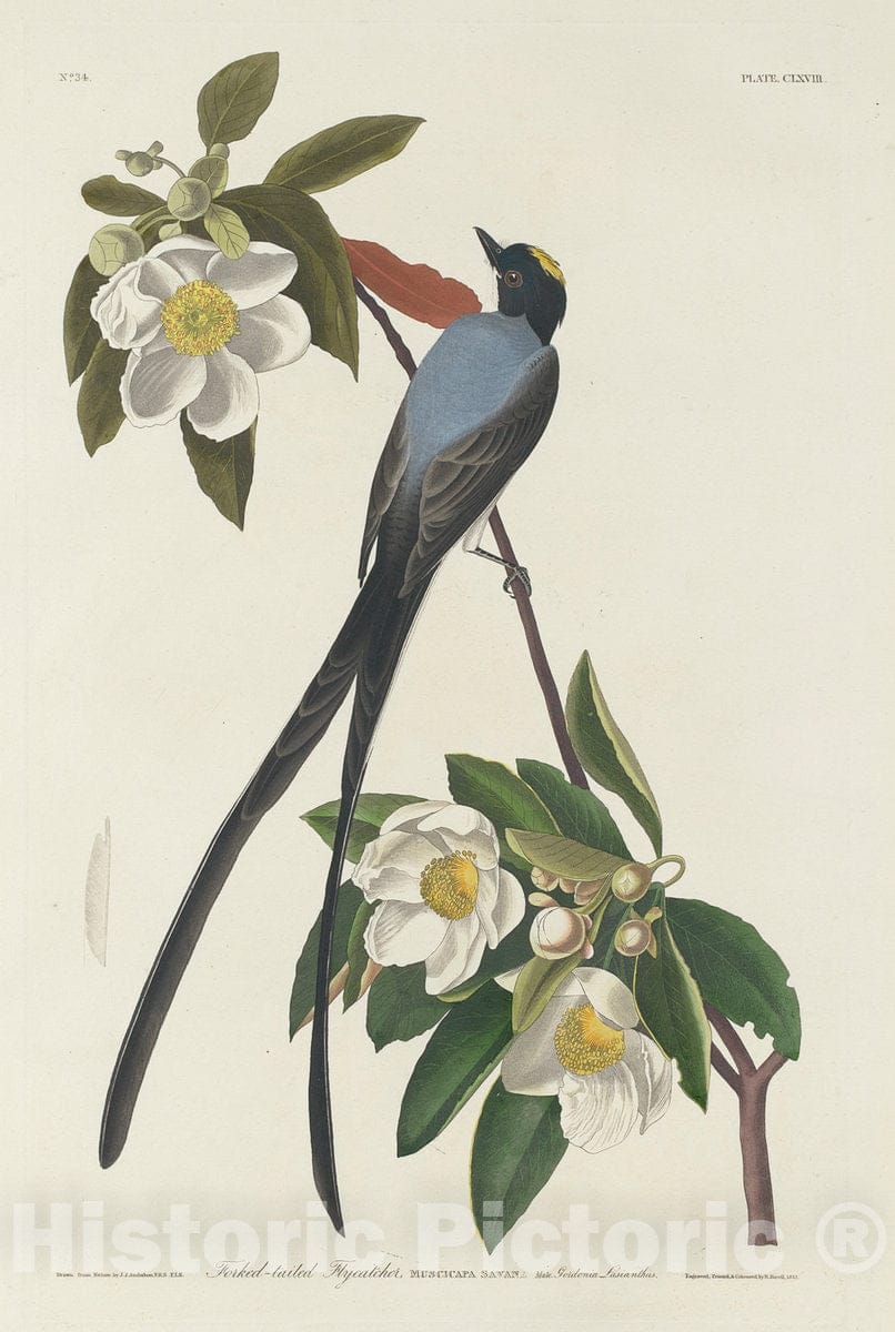 Art Print : Havell After Audubon, Forked-Tail Flycatcher, 1833 - Vintage Wall Art