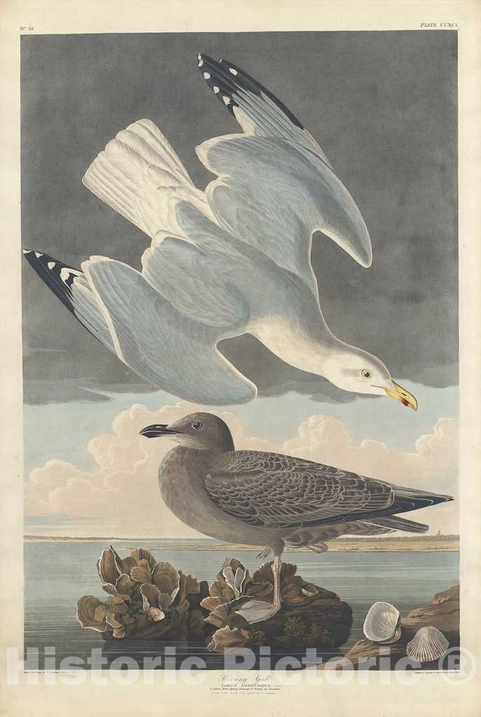 Art Print : Havell After Audubon, Herring Gull, 1836 - Vintage Wall Art