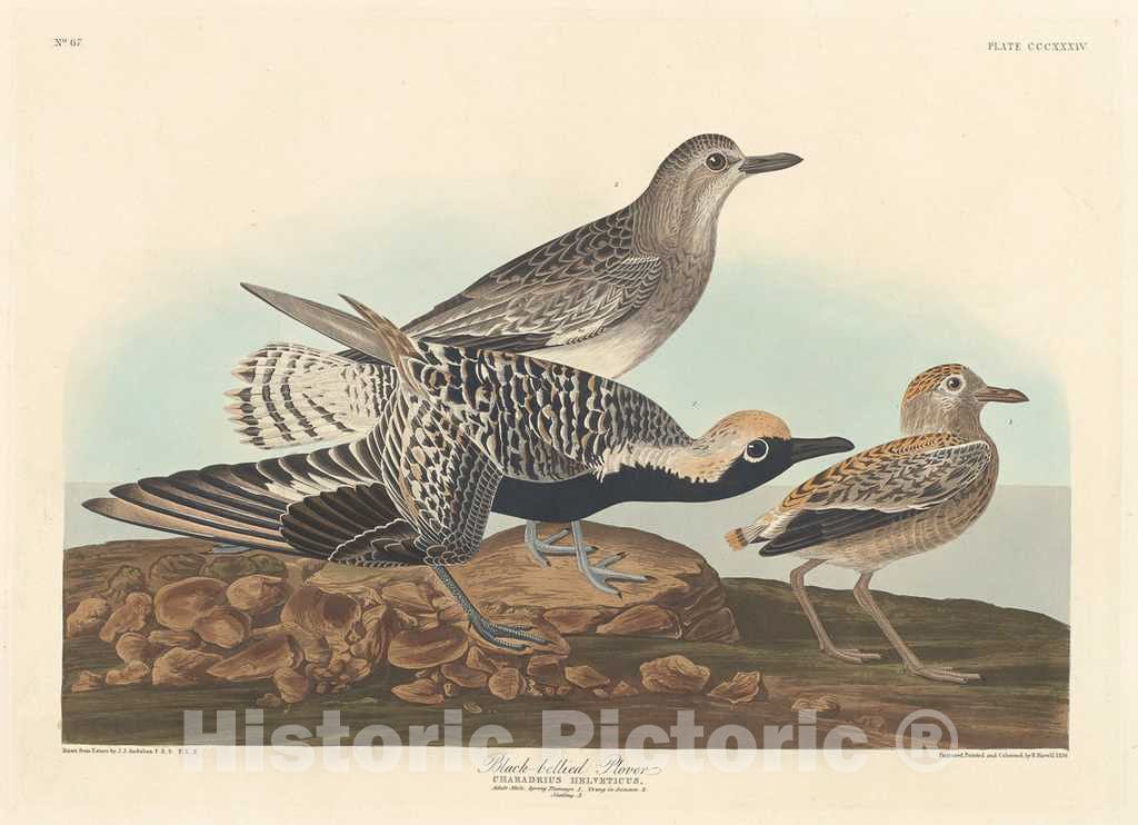 Art Print : Havell After Audubon, Black-Bellied Plover, 1836 - Vintage Wall Art