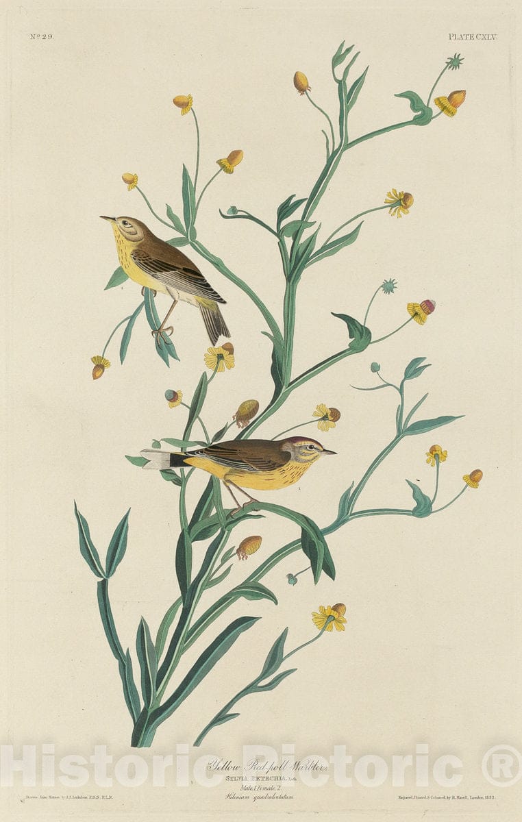 Art Print : Havell After Audubon, Yellow Red-Poll Warbler, 1832 - Vintage Wall Art