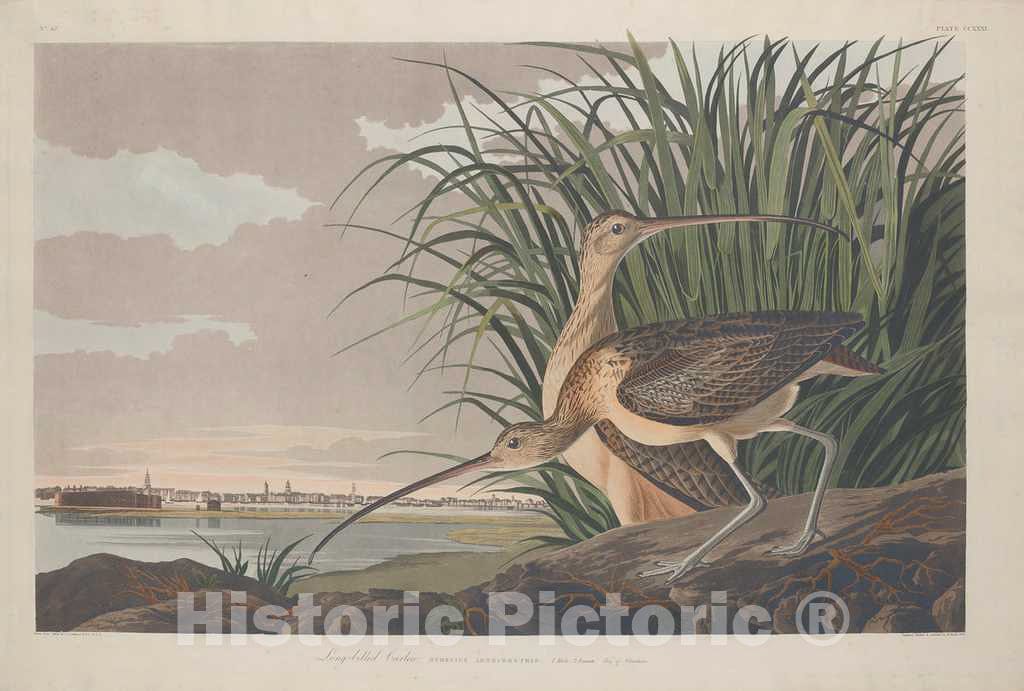 Art Print : Havell After Audubon, Long-Billed Curlew, 1834 - Vintage Wall Art