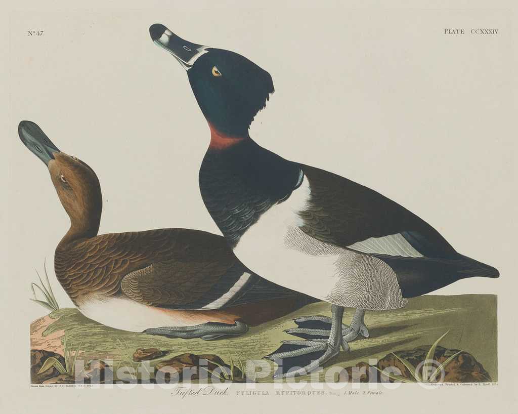 Art Print : Havell After Audubon, Tufted Duck, 1834 - Vintage Wall Art