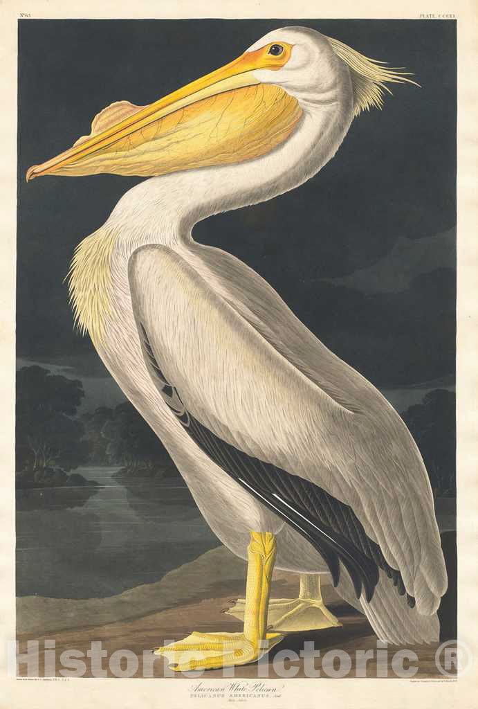 Art Print : Havell After Audubon, American White Pelican, 1836 - Vintage Wall Art