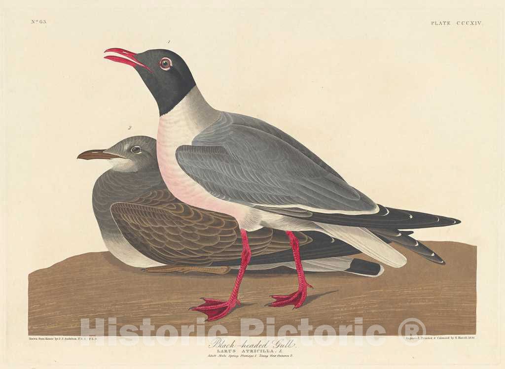 Art Print : Havell After Audubon, Black-Headed Gull, 1836 - Vintage Wall Art