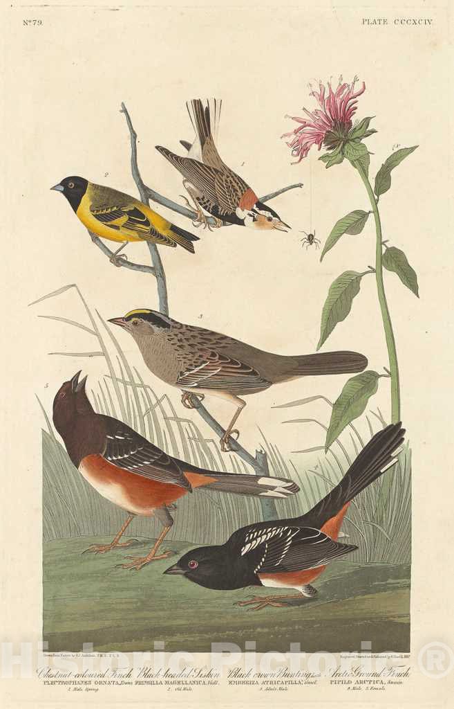 Art Print : Havell After Audubon, Chestnut-Colored Finch, Black-Headed Siskin, Black Crown Bunting and Arctic Ground Finch, 1837 - Vintage Wall Art