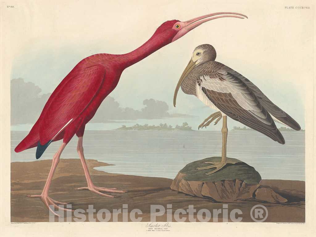 Art Print : Havell After Audubon, Scarlet Ibis, 1837 - Vintage Wall Art