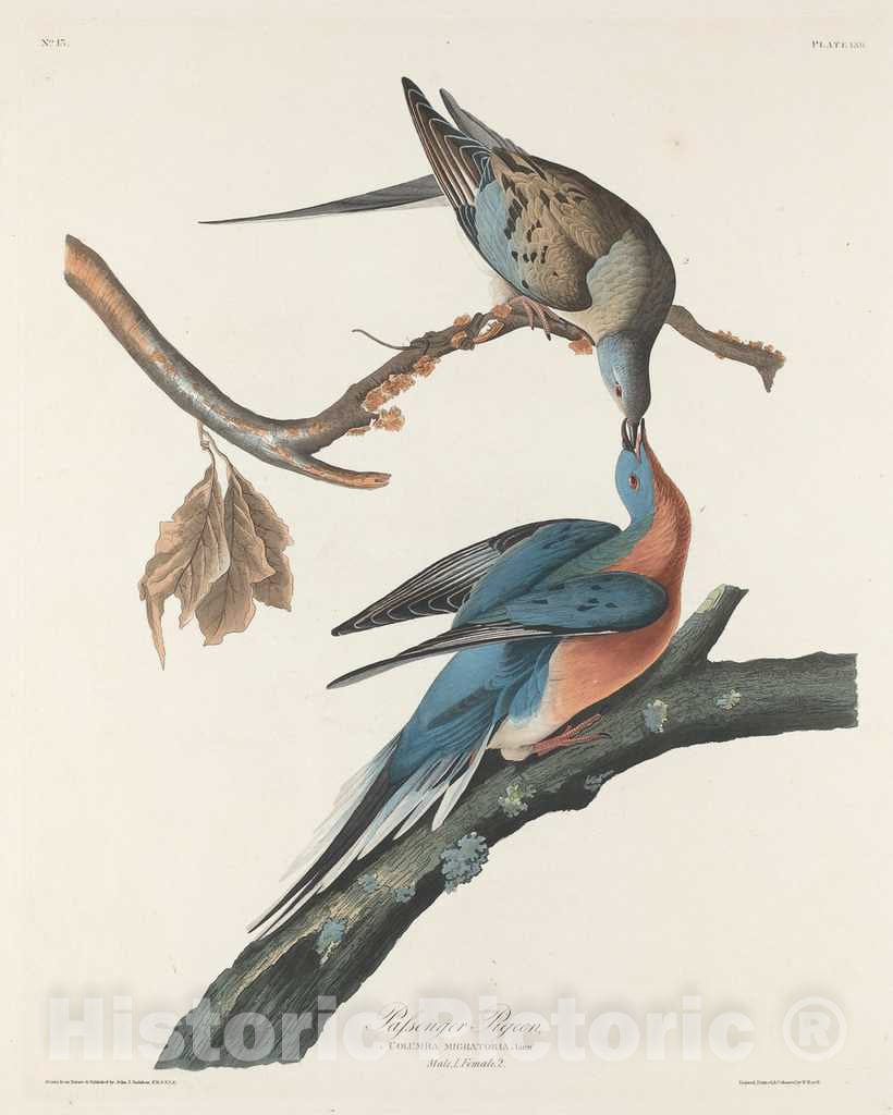 Art Print : Havell After Audubon, Passenger Pigeon, 1829 - Vintage Wall Art