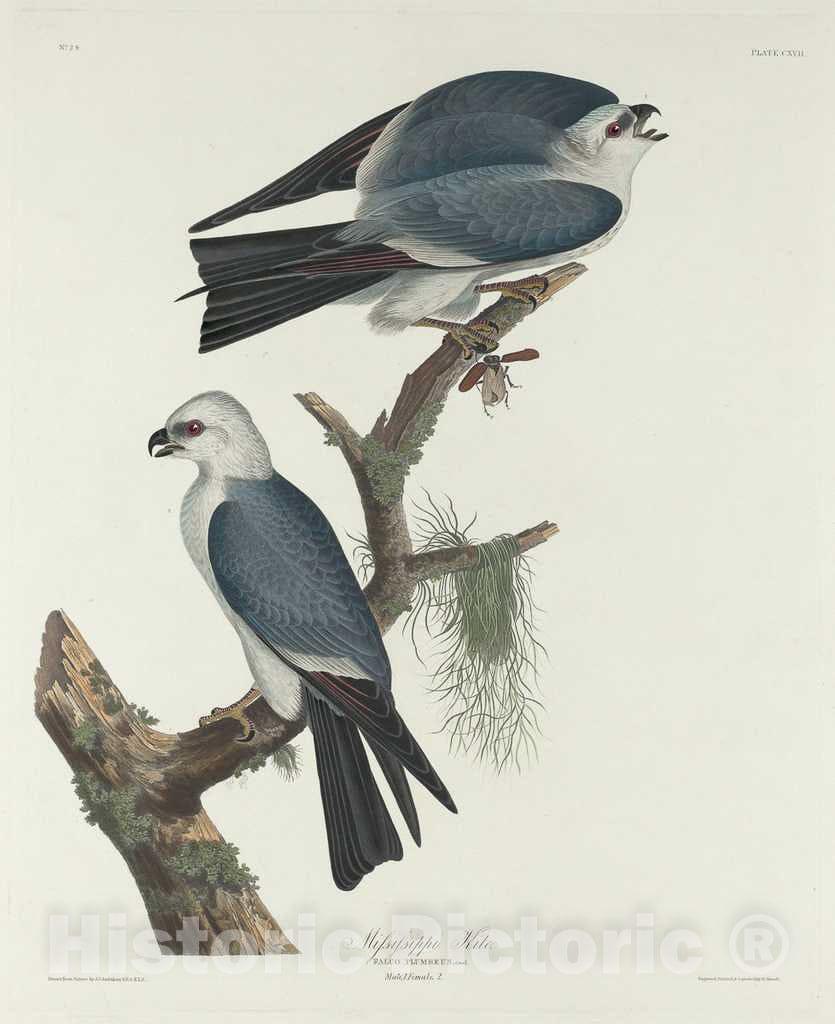 Art Print : Havell After Audubon, Mississippi Kite, 1831 - Vintage Wall Art