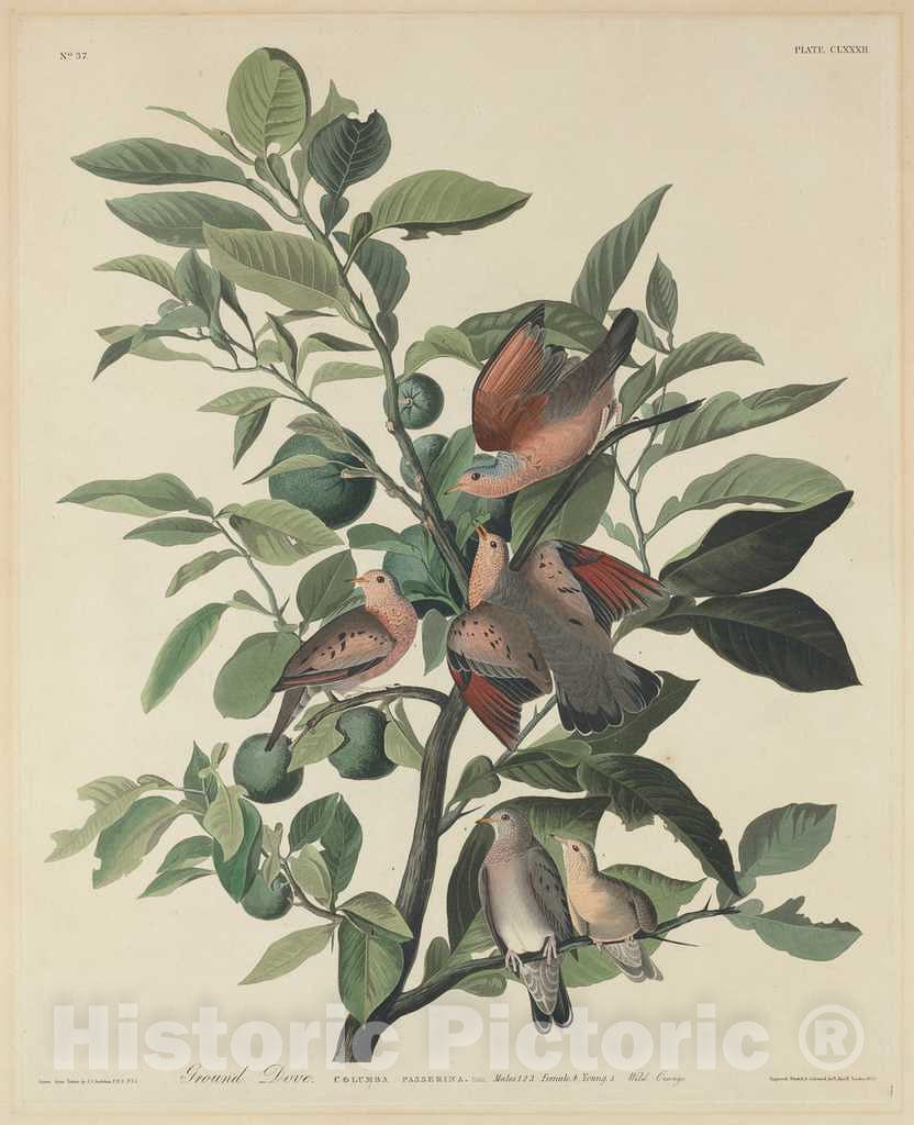 Art Print : Havell After Audubon, Ground Dove, 1833 - Vintage Wall Art