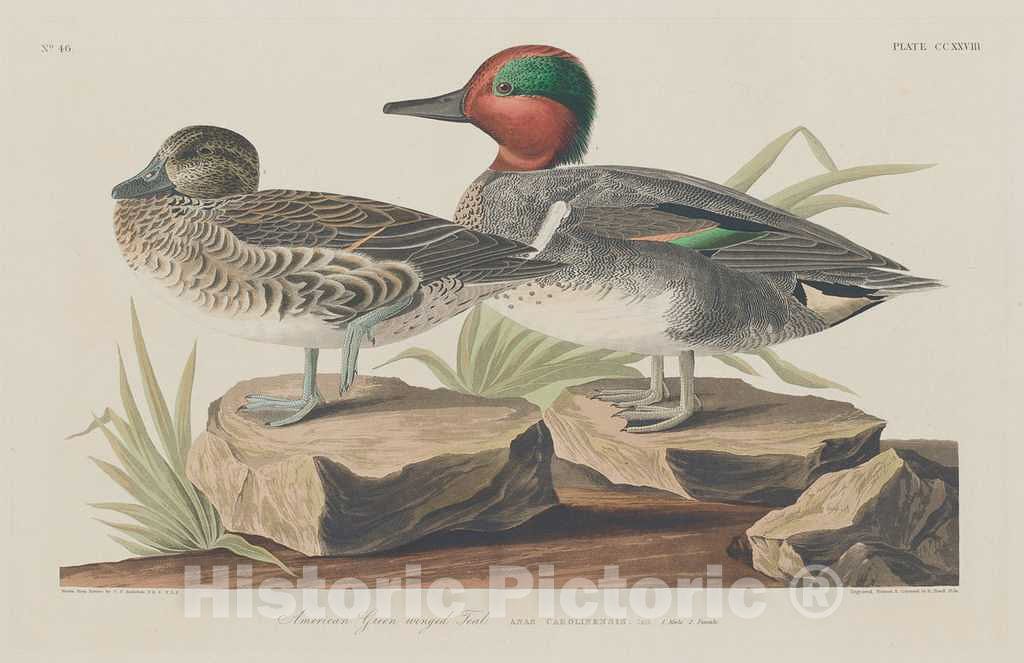 Art Print : Havell After Audubon, American Green-Winged Teal, 1834 - Vintage Wall Art