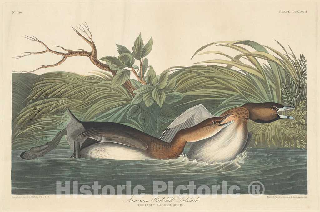 Art Print : Havell After Audubon, American Pied-Bill Dobchick, 1835 - Vintage Wall Art