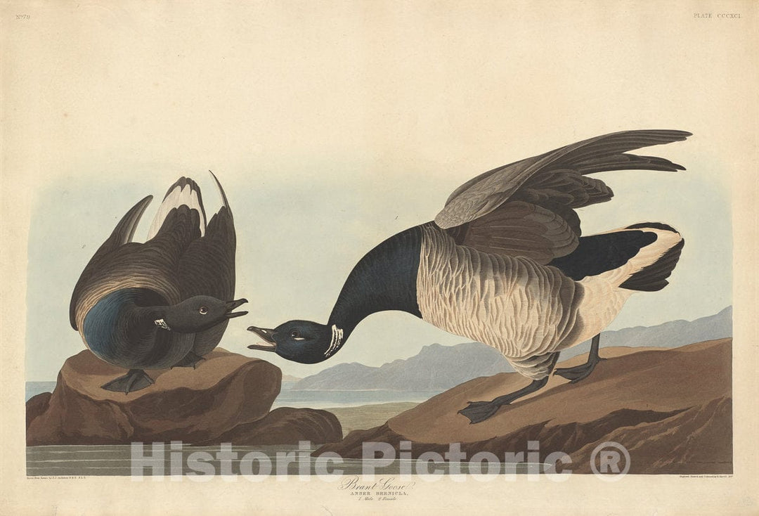 Art Print : Havell After Audubon, Brant Goose, 1837 - Vintage Wall Art