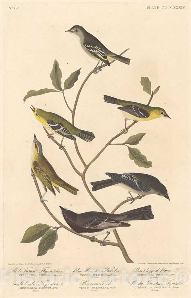 Art Print : Havell After Audubon, Little Tyrant Flycatcher, Small-Headed Flycatcher, Blue Mountain Warbler, Bartram's Vireo, 1838 - Vintage Wall Art