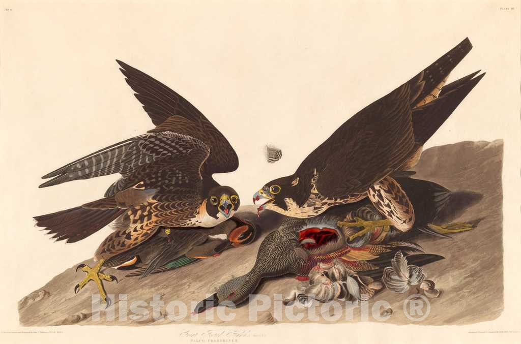 Art Print : Havell After Audubon, Great Footed Hawk, 1827 - Vintage Wall Art