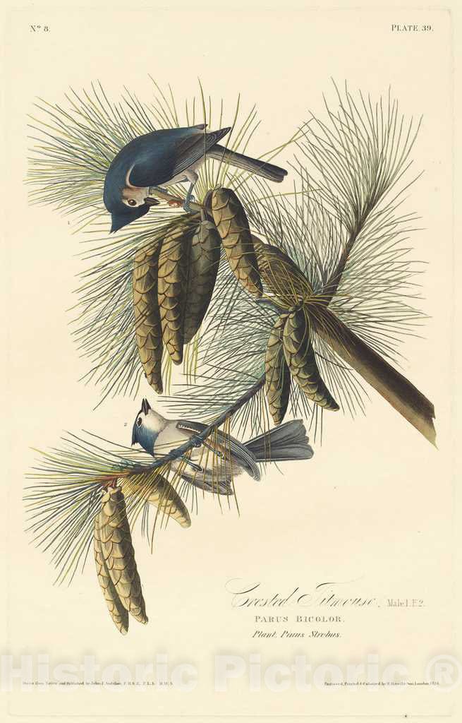 Art Print : Havell After Audubon, Crested Titmouse, 1828 - Vintage Wall Art