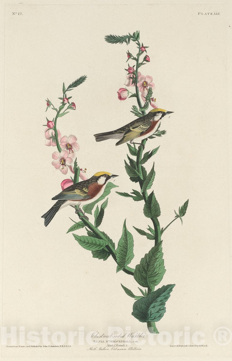 Art Print : Havell After Audubon, Chestnut-Sided Warbler, 1829 - Vintage Wall Art