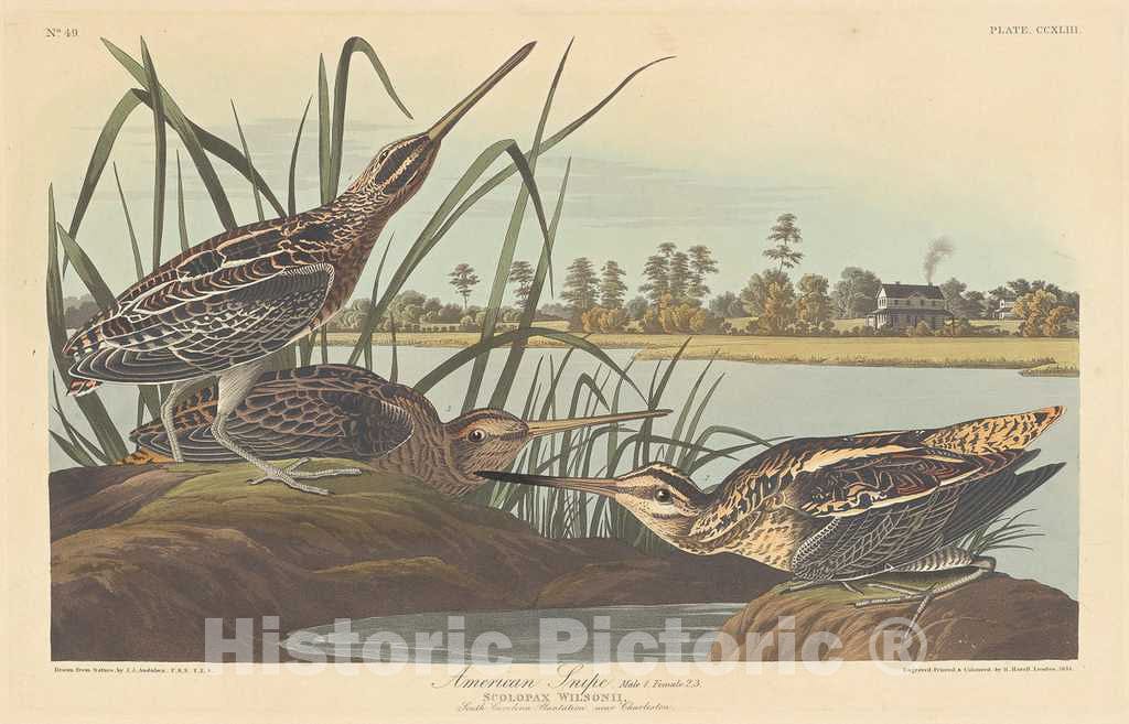 Art Print : Havell After Audubon, American Snipe, 1835 - Vintage Wall Art