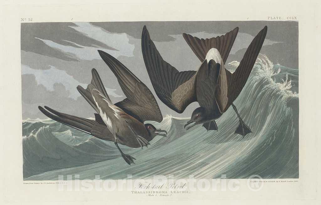 Art Print : Havell After Audubon, Fork-Tailed Petrel, 1835 - Vintage Wall Art