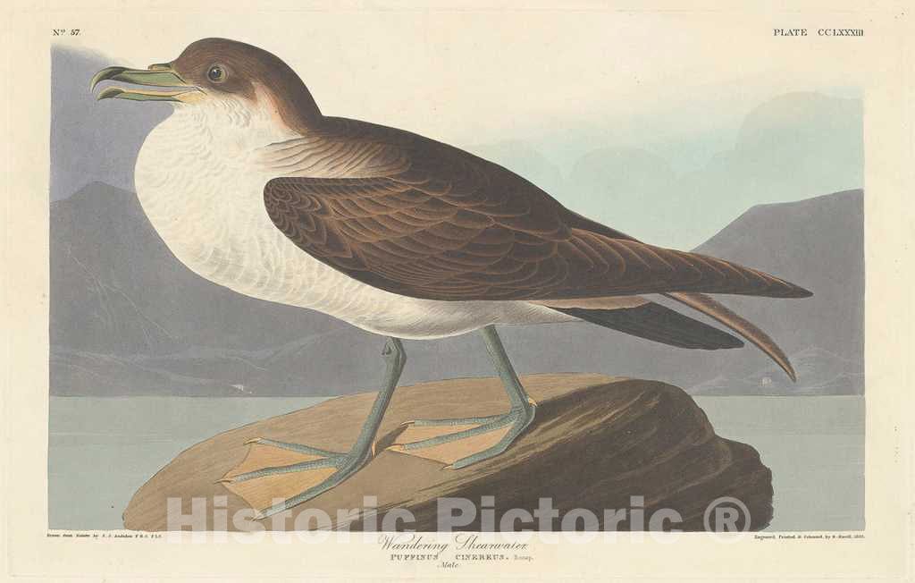 Art Print : Havell After Audubon, Wandering Shearwater, 1835 - Vintage Wall Art