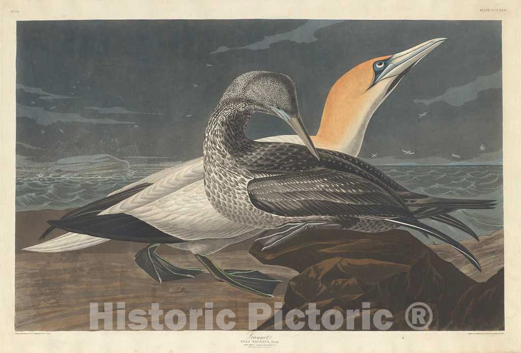 Art Print : Havell After Audubon, Gannet, 1836 - Vintage Wall Art