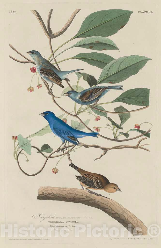 Art Print : Havell After Audubon, Indigo Bird, 1829 - Vintage Wall Art