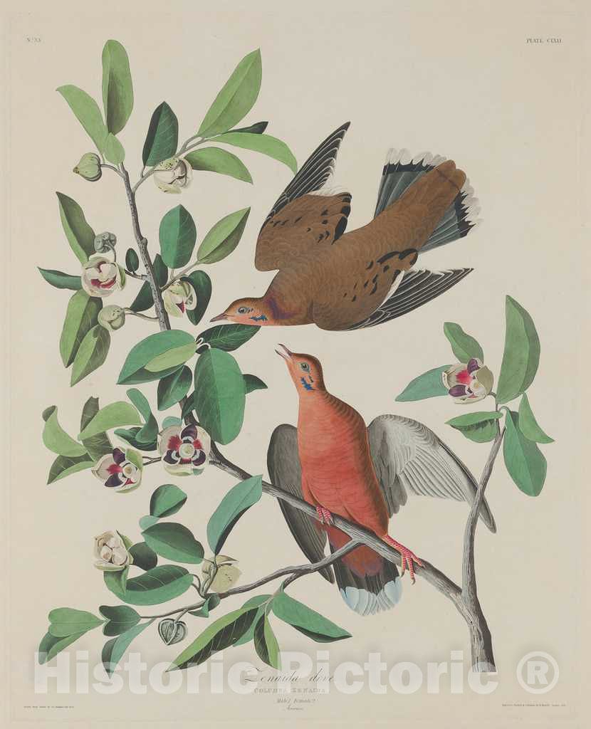 Art Print : Havell After Audubon, Zenaida Dove, 1833 - Vintage Wall Art