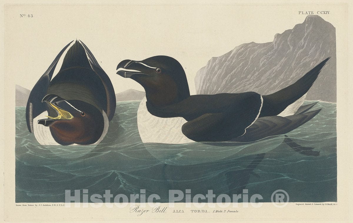 Art Print : Havell After Audubon, Razor Bill, 1834 - Vintage Wall Art