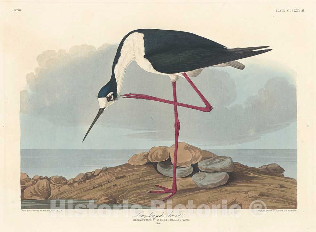 Art Print : Havell After Audubon, Long-Legged Avocet, 1836 - Vintage Wall Art