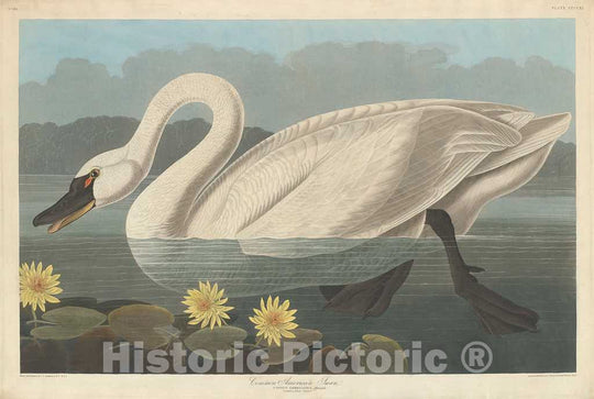 Art Print : Havell After Audubon, Common American Swan, 1838 - Vintage Wall Art