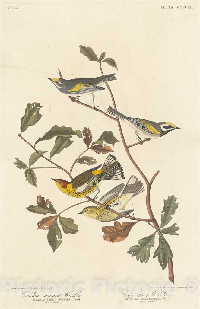 Art Print : Havell After Audubon, Golden-Winged Warbler and Cape May Warbler, 1838 - Vintage Wall Art