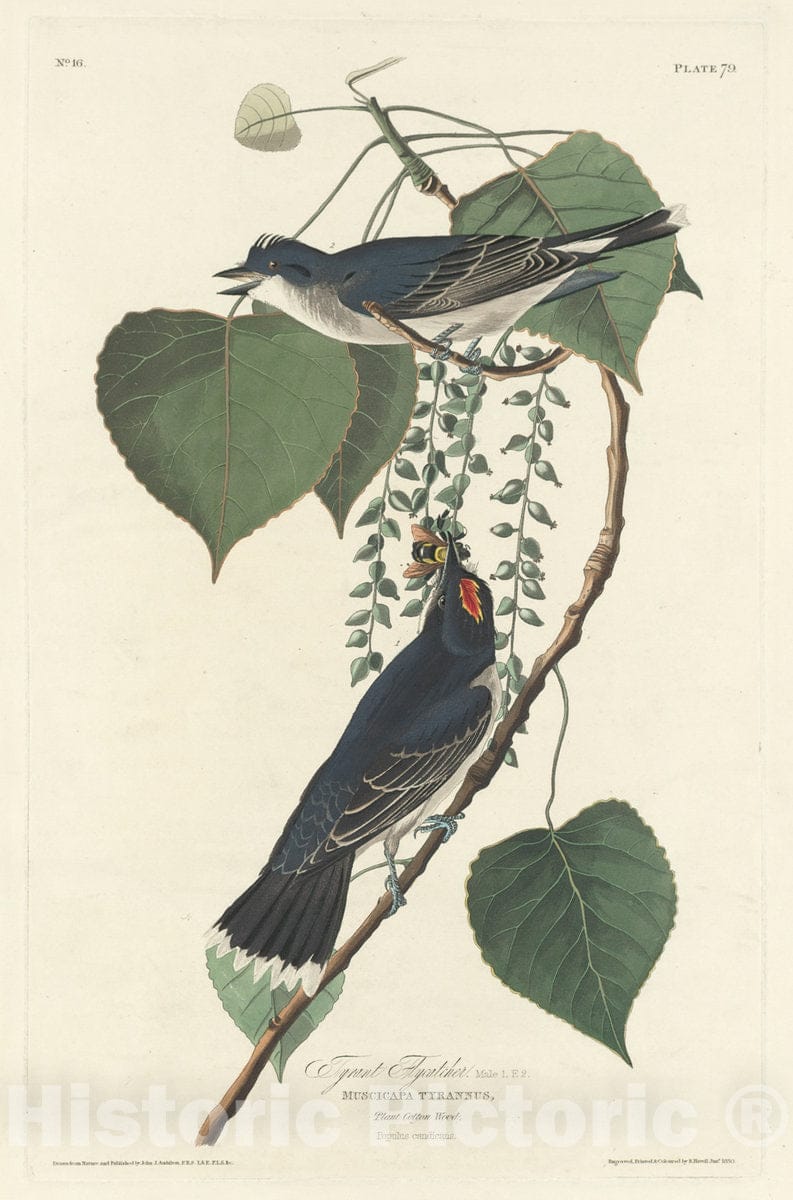 Art Print : Havell After Audubon, Tyrant Flycatcher, 1830 - Vintage Wall Art