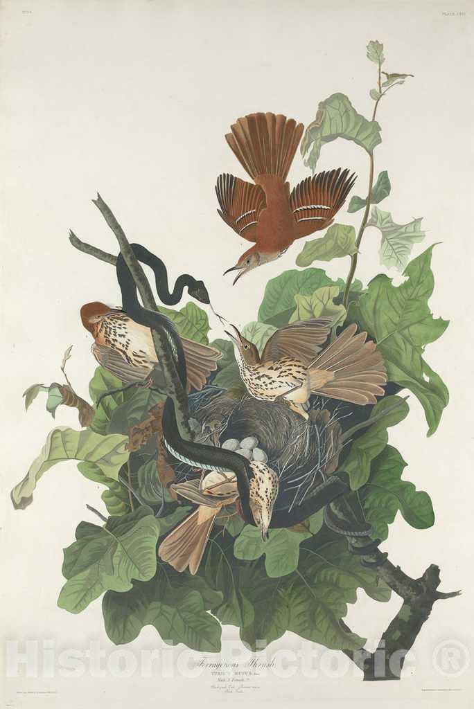 Art Print : Havell After Audubon, Ferruginous Thrush, 1831 - Vintage Wall Art