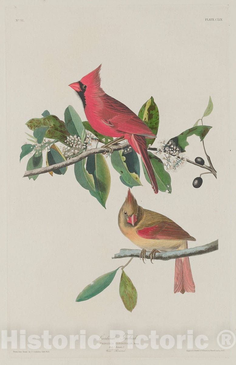 Art Print : Havell After Audubon, Cardinal Grosbeak, 1833 - Vintage Wall Art